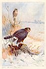 Sparrowhawk